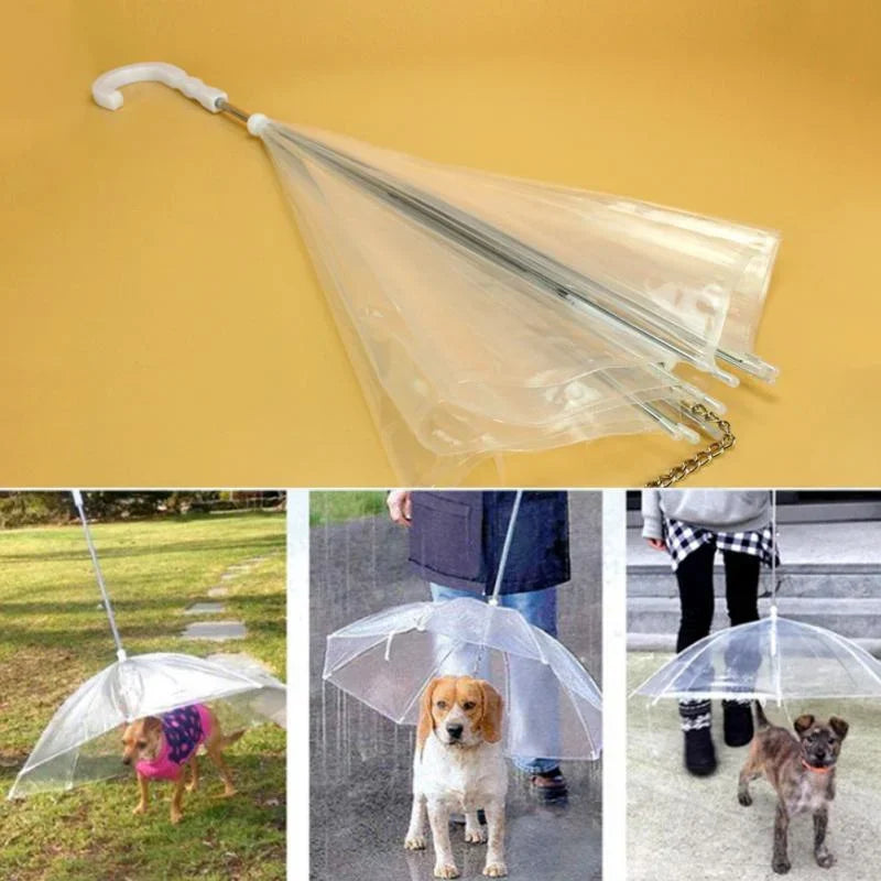 Small Dogs Leading Umbrellas