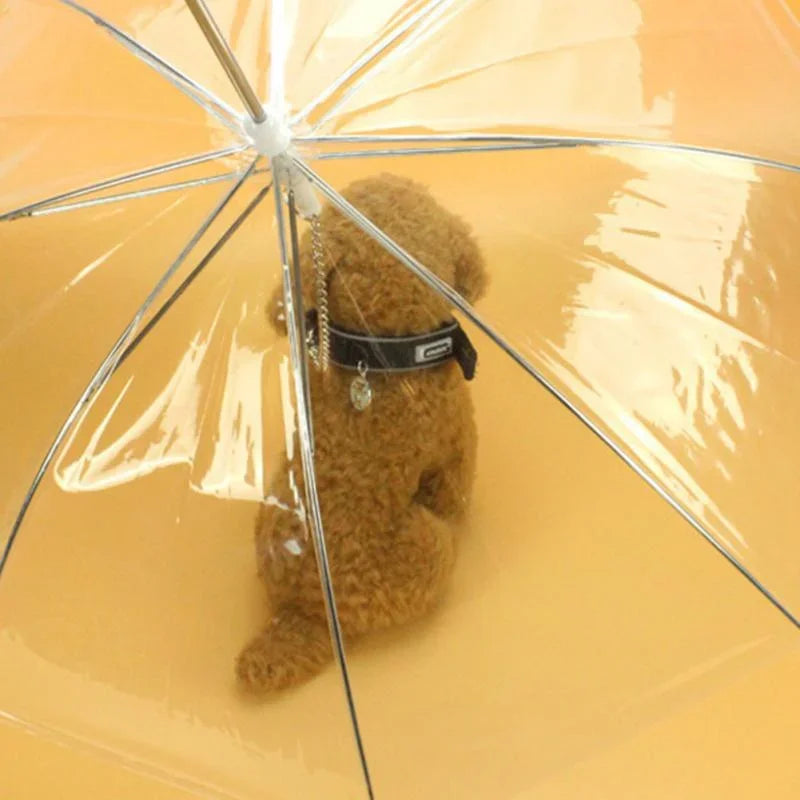 Small Dogs Leading Umbrellas