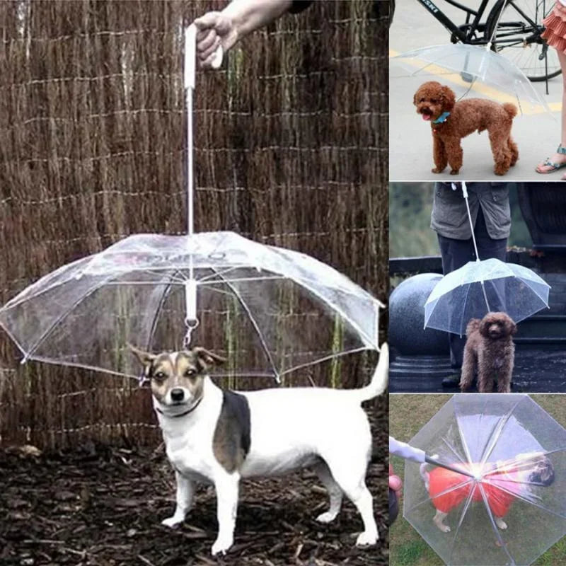 Small Dogs Leading Umbrellas